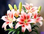 百合花有什么象征意义