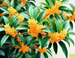 桂花养殖方法注意事项