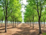 白蜡树15公分多少钱
