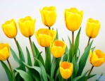 黄色郁金香花语和寓意