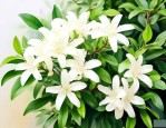 九里香多少年才能开花