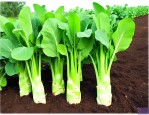 芥兰种子怎么种植方法