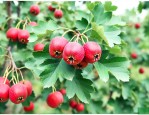 山楂籽怎样种才能出芽