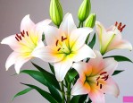 百合花是碱性还是酸性