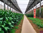 六安苗木批发市场在哪