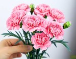 康乃馨鲜切花怎么养护
