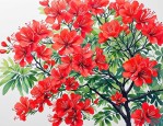 2025年凤凰花又叫什么花