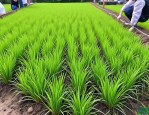 2025年草坪用草种子批发