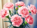 康乃馨花室内可以养吗