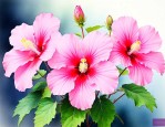 芙蓉菊的花有什么作用