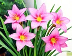 风雨兰如何养殖才开花