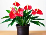 红掌花适合在室内养吗