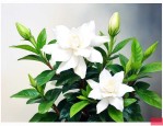老人说养栀子花不吉利