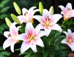 食用百合花多少钱一斤