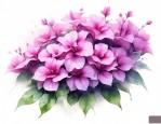 三角梅紫色花