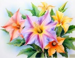 曼陀罗花泡水喝会怎样