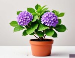 2025年盆栽绣球花的养殖