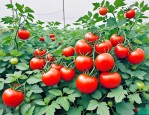 2025年山东粉果番茄种子