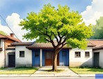 2025年门口梧桐树好不好