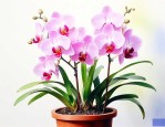 怎样养好兰花才能开花