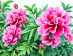 洛神花有什么作用好处