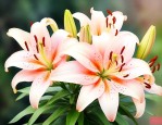 百合花香气四溢的句子