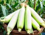 白甜糯玉米种子哪个品种好
