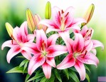 百合小种球几年能开花