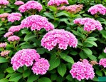 2025年粉花绣线菊有毒吗