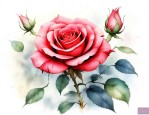 月季花什么时间种最好