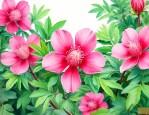 洛神花为什么叫洛神花