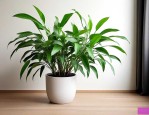 室内吸甲醛用什么植物