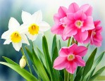 凤仙花和水仙花是一种吗