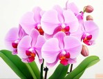 蝴蝶兰是一年四季开花吗