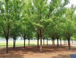 白蜡树20公分多少钱