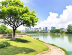 2025年广西省树是什么树