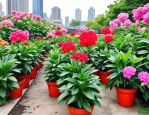 2025年长沙盆栽绿植花卉