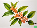 2025年桂花花蕾什么样子