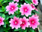 花叶蔓长春多少钱一株