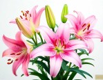 百合花适合在哪里生长