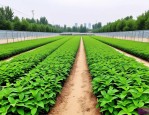 2025年河南草花苗木报价