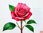 玫瑰花300字的作文
