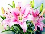 百合花有什么副作用呢