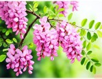 槐树花吃了有什么好处