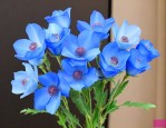 蓝色妖姬真花还是假花