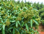 青花椒与熟花椒哪个好