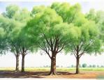 杨树现在的价格是多少