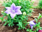 桔梗花种子种植方法全过程