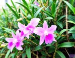 铁皮石斛花有保质期吗