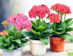 新插的长寿花怎么养护